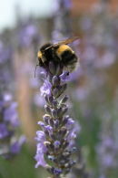 BEE ON TOP OF LAVENDER