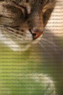 Cat Face & Paws