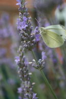 CABBAGE BUTTERFLY