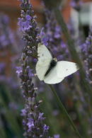 CABBAGE BUTTERFLY IN FRONT OF FLOWERS