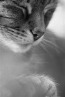 Cat Asleap - Black & White