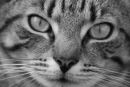 Cat Full Face - Black & White