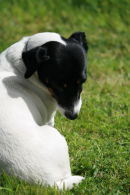 DOG LOOKING DOWN