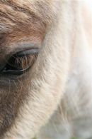 Eye of pony