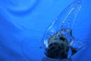 BLUE FISH