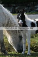 Pony and Baby Pony