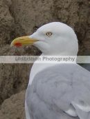 Seagull