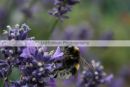The Bee