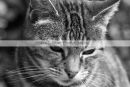 Cat Looking Down - Black & White