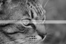Cat Staring - Black & White