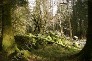 Along the Raiders Road