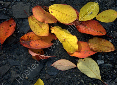 Autumn Leaves