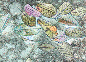 Autumn Leaves 2
