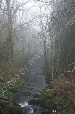 Balloch Wood in the Fog