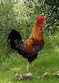 Bonny cockerel