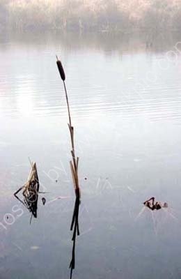 Reed