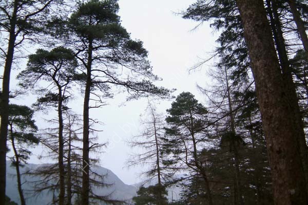 Glentrool Treetops