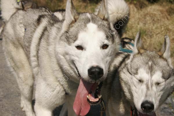 Huskies