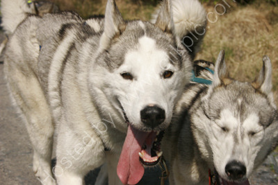 Huskies