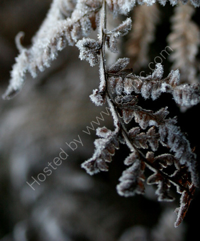 Frosty bracken