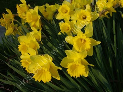 Late Afternoon Daffs