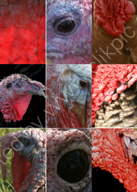 Naked Turkeys