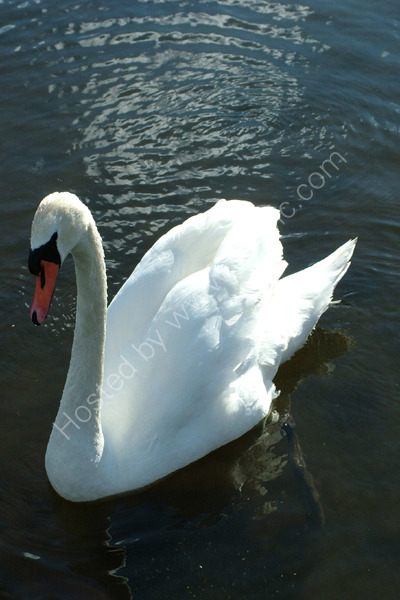 One Fine Swan