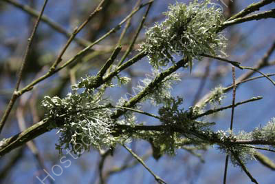 Reindeer Moss