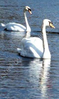 Swan Shadows