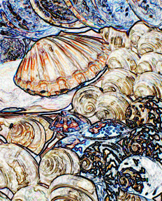 Seashells  at  Tao  O  2