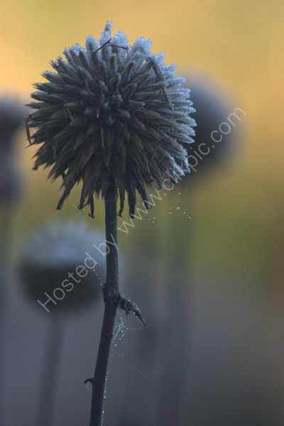 Seedhead
