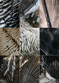 Turkey Feathers