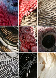 Turkey Portions 