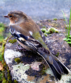 Young Chaffinch