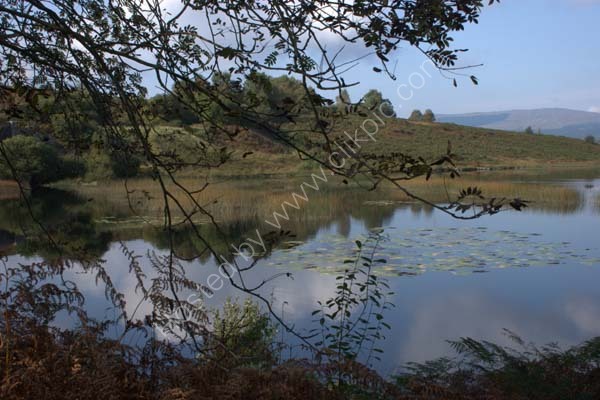 View Through Branches Along The Raiders Road