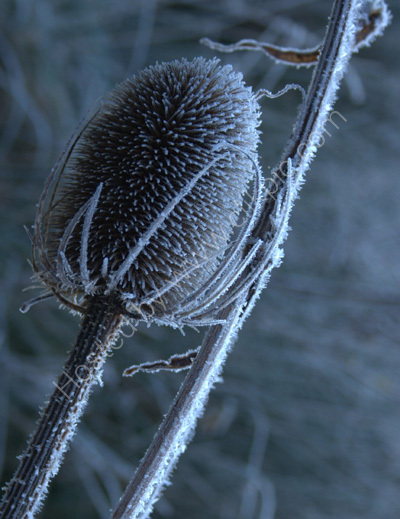 Frosty teazle