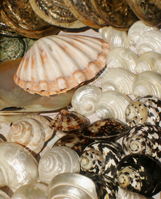 Seashells at Tao O market, Lantau Island, Hong Kong