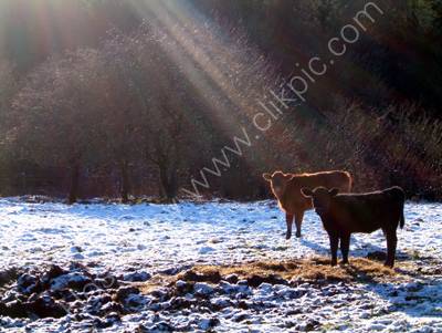 Boxing Day Calves