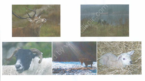 Animals card collection