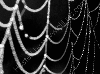 Cobweb