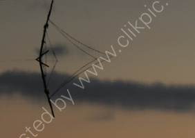 Evening calm