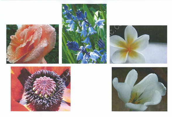 Flowers card collection
