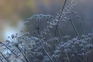 Frost-kissed