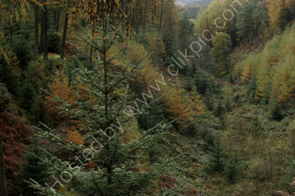 Glen of the Bar