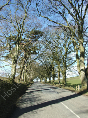 The Avenue