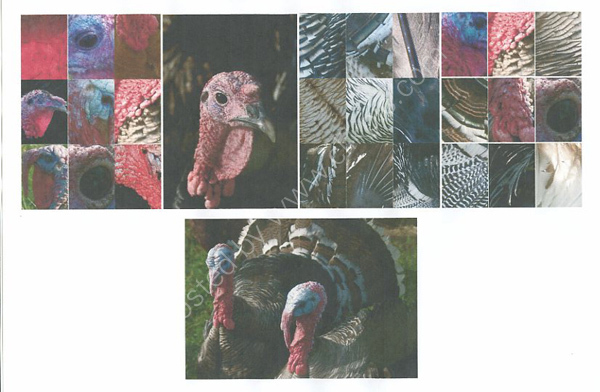 Turkeys card collection