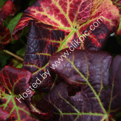 vine leaves-(7)