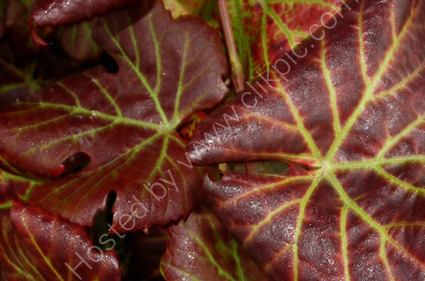 vine leaves1