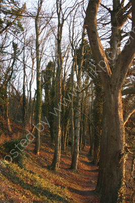 Winter sunshine