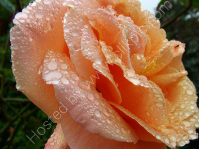 A Rose After Rain